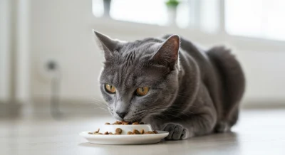 Chat adulte mangeant des croquettes de qualité : importance d une bonne alimentation féline