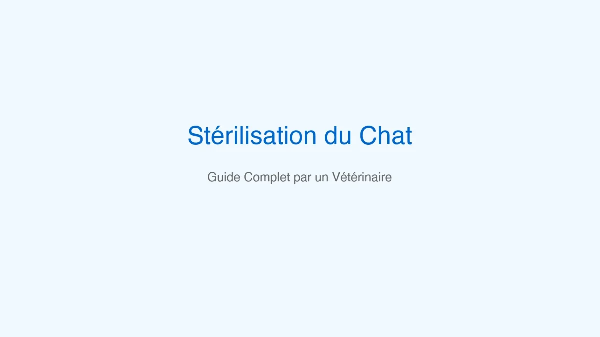 Guide complet sur la stérilisation du chat - Avantages, déroulement et conseils post-opératoires par un vétérinaire professionnel