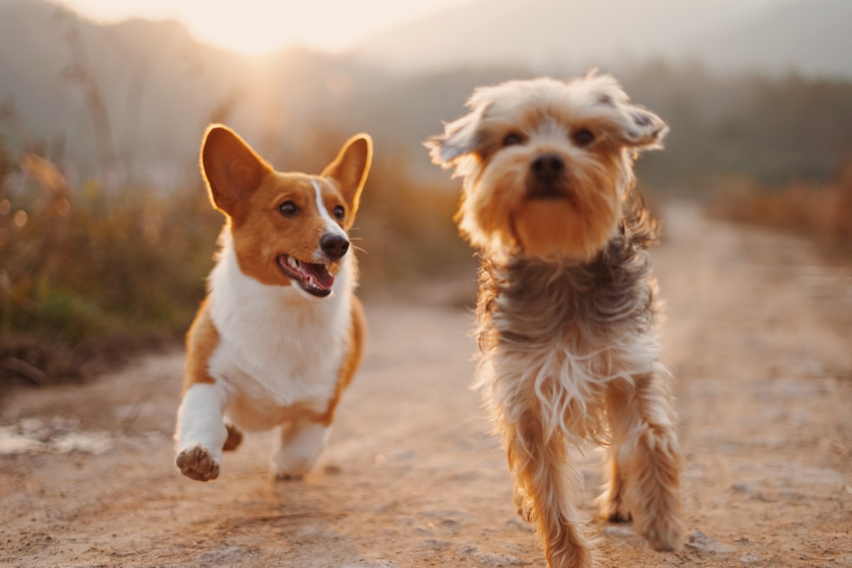 Deux chiens dans un champ avec herbes hautes au printemps, risque d epillets