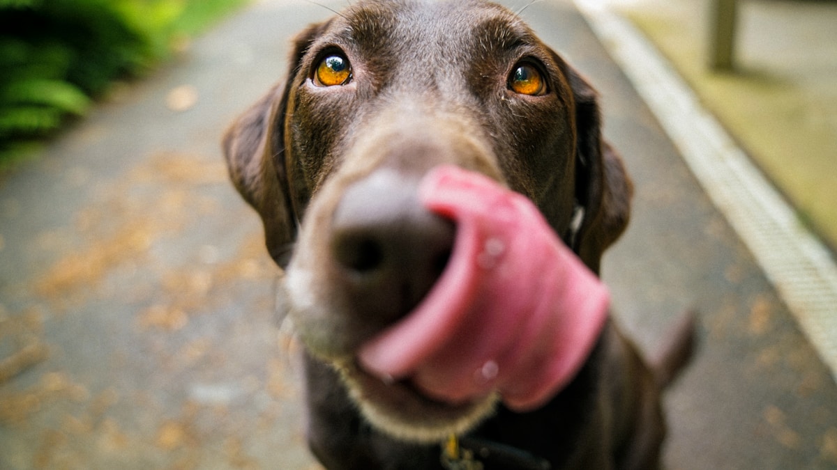 Chien âgé souffrant d arthrose