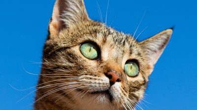 Chaton explorant son nouvel environnement