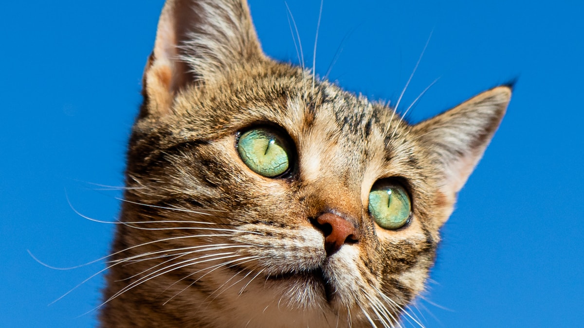 Chaton explorant son nouvel environnement