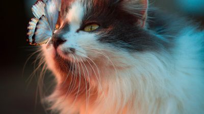 Chat âgé devant sa gamelle