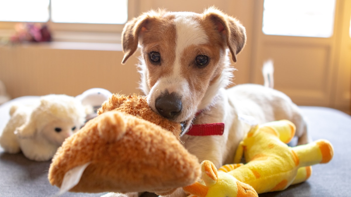 Vétérinaire examinant la peau d un chien