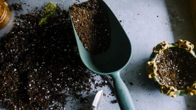 Plantes dangereuses pour chiens et chats