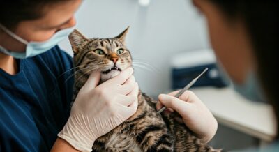 Soins dentaires chat