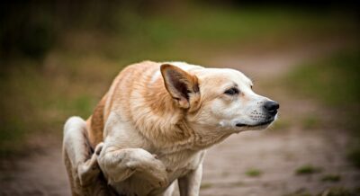 Dermatite atopique chien